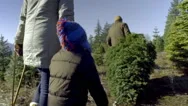 Father Carries Christmas Tree, Mother Holds Her Son's Hand And They Follow Along Stock Footage