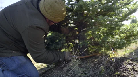 Father Cuts Down Christmas Tree, His Son Walks Past Stock Footage 58170516