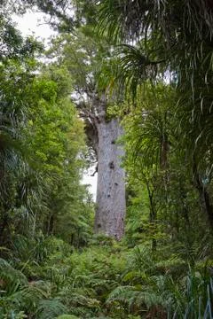 Father of the Forest. Stock Photos