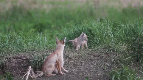 Father Fox and cubs Stock Footage 83967154