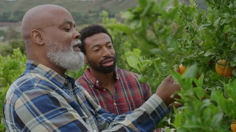Father Giving Son Insight Comparing Two Oranges in Orchard Stock-Footage 270399327