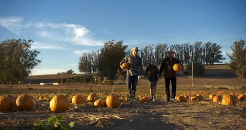 Father picking pumpkins with his two sons. Stock Footage 88373403