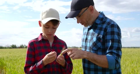 Father shows wheat ear to son during crop inspection in golden field. Boy Stock Footage 346753618