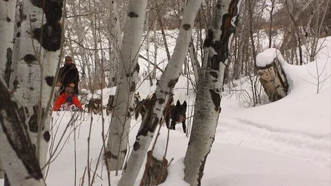 Father, son and guide ride on dogsled fast through mountain forest, Utah. Stock Footage 98005231