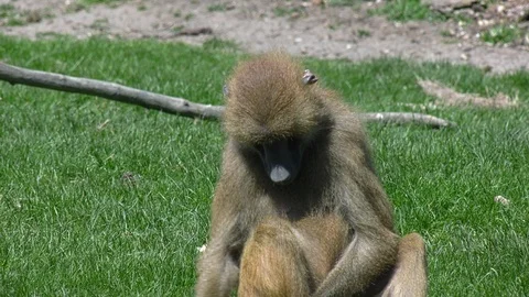 Father &amp; son Guinea Baboon on the plain (Papio Papio) Stock Footage 108758614