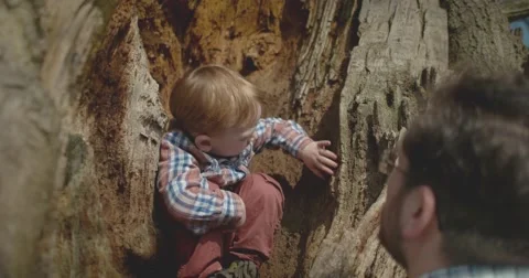 Father talks to son sitting in old tree Stock Footage 60793819