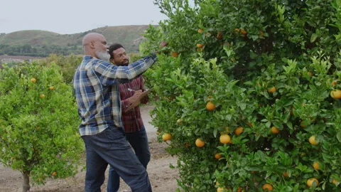Father Teaching Techniques to Son in Orange Orchard Stock Footage 270399340
