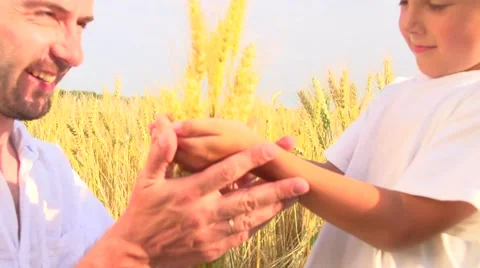 Father's and son's hands holding wheat ears Stock-Footage 59083043