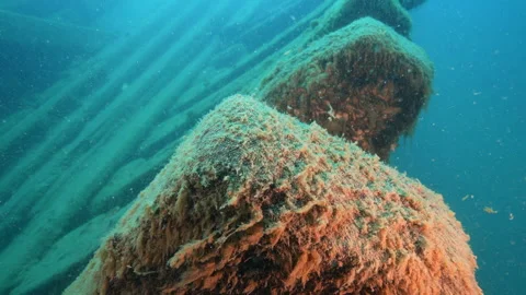 Fathom Five Marine Park, King Shipwreck, ships ribs Stock Footage 312949576