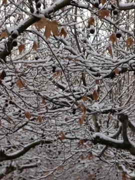 Fatidical winter Stock Photos