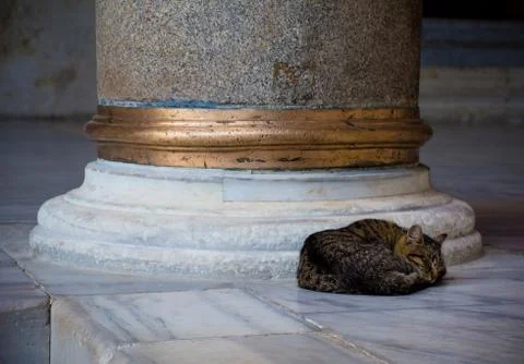Fatih Mosque Cat Stock Photos