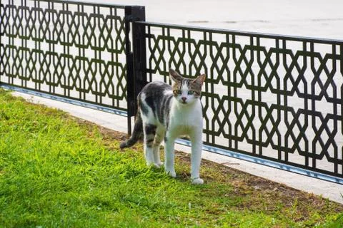 Fatih Mosque Cat Stock Photos