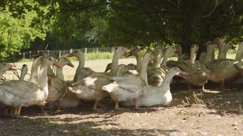 Fattened ducks resting in a field under the trees, Gers, France Stock Footage 344278238