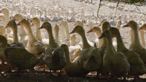 Fattened ducks resting in a field under the trees, Gers, France Vídeos de archivo 344278302