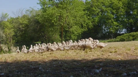 Fattened ducks walking in a group in a field, Gers, France Stock Footage 344278249