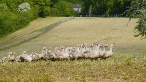 Fattened ducks walking in a group in a field, Gers, France Stock Footage 344278269