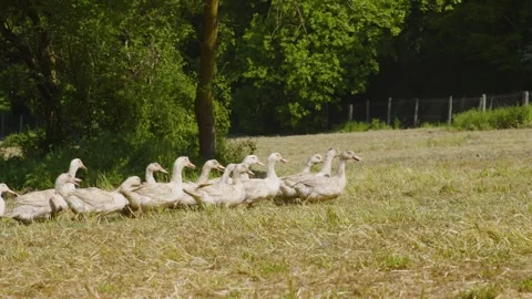 Fattened ducks walking in a group in a field, Gers, France Stock Footage 344278285