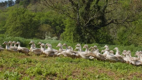 Fattened ducks walking in a group in a field, Gers, France Stock Footage 344278325