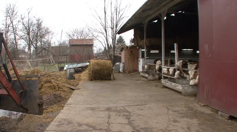 Fattening calves in the barn Stock-Footage 35951960