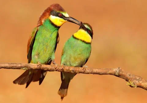 Fattening eater Stock Photos