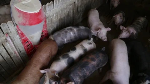Fattening pigs around the feeder Vídeo Stock 82255165