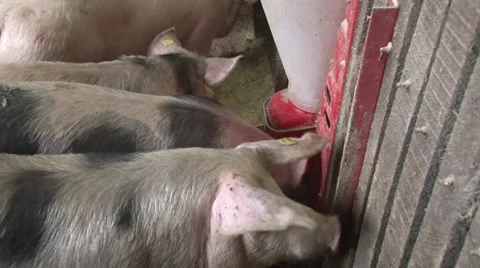 Fattening of pigs Stock Footage 47877635