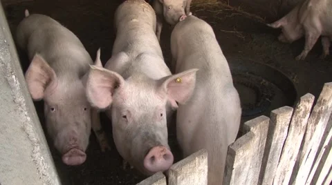 Fattening pigs in the pigsty Stock Footage 56709289