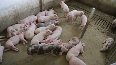 Fattening pigs sleeping in sty Stock-Footage 82255321