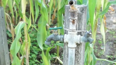 Faucet in a Community Garden Stock Footage 84033879