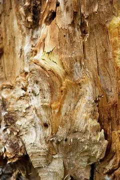 The fault tree trunk. Stock Photos