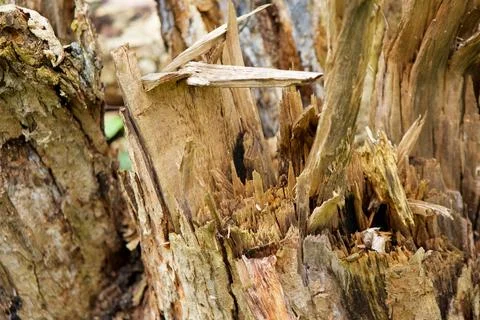 The fault tree trunk. Stock Photos