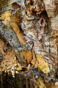 The fault tree trunk. Stock Photos