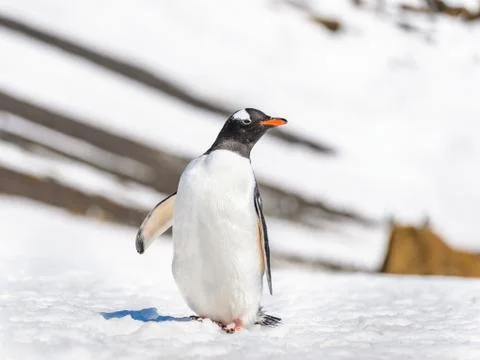 Fauna of Antarctica Stock Photos