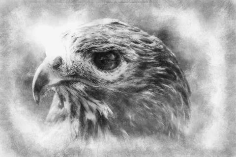 Fauna, eagle, diurnal bird of prey with beautiful plumage and yellow beak han Ilustración de archivo