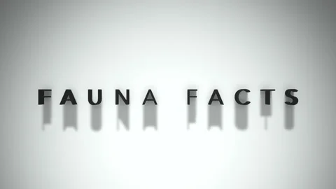 Fauna Facts 3D title animation matte black text on a white background Stock Footage 300717130