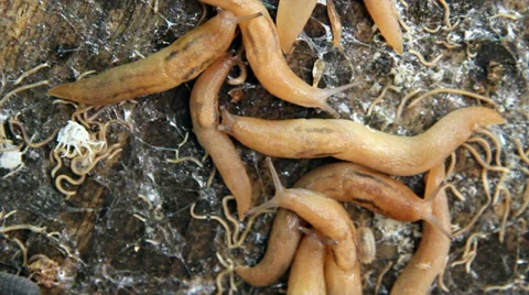 Fauna Stock-Footage 32693899