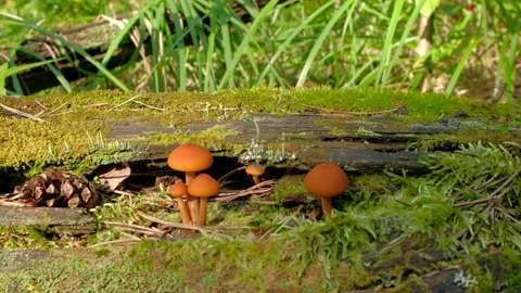 Fauna in forest. Stock Footage 219223357