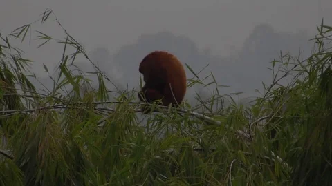 Fauna howler monkey mono Stock Footage 93440249