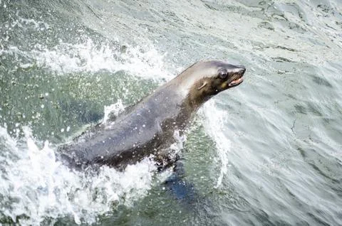 Fauna of Namibia Stock Photos