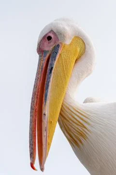 Fauna of Namibia Stock Photos