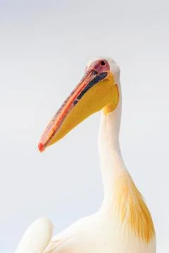 Fauna of Namibia Stock Photos