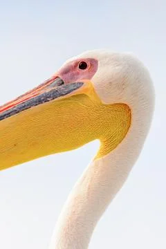 Fauna of Namibia Stock Photos