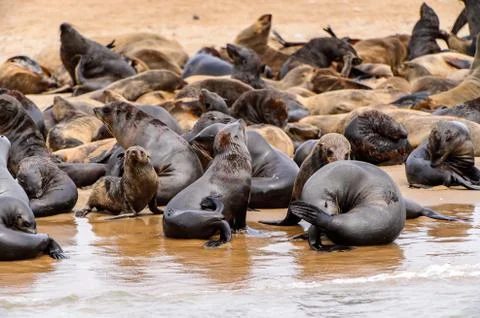 Fauna of Namibia Stock Photos