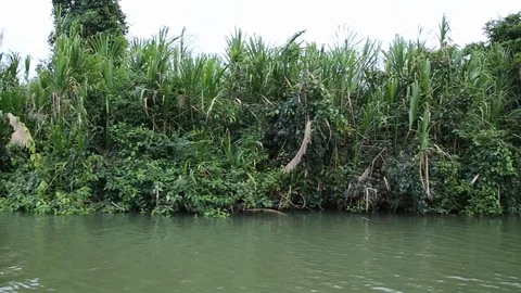 Fauna Tropical by the river. Stock Footage 85663563