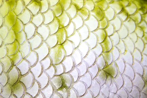 Faux fish leather texture background Stock Photos