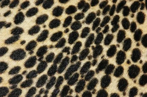 Faux leopard fur texture background Stock Photos