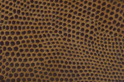 Faux leopard fur texture background Stock Photos