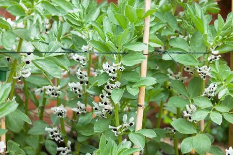 Fava bean (broad bean) plants in flower Stock Photos