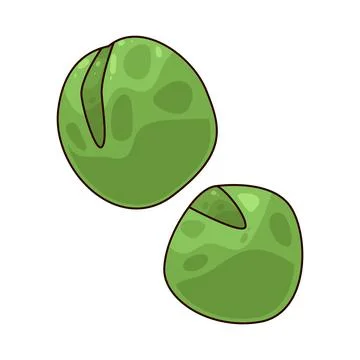Fava Bean illustration Stock Illustration