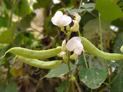 Fava beans flower Stock Photos